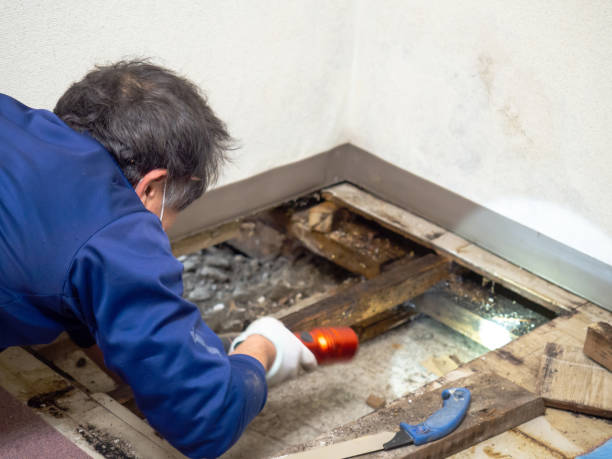 Best Mold Remediation for Schools in Kidron, OH