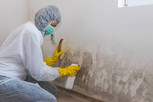 Best Basement Mold Remediation in Kidron, OH