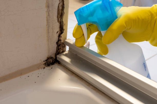 Best Bathroom Mold Remediation in Kidron, OH
