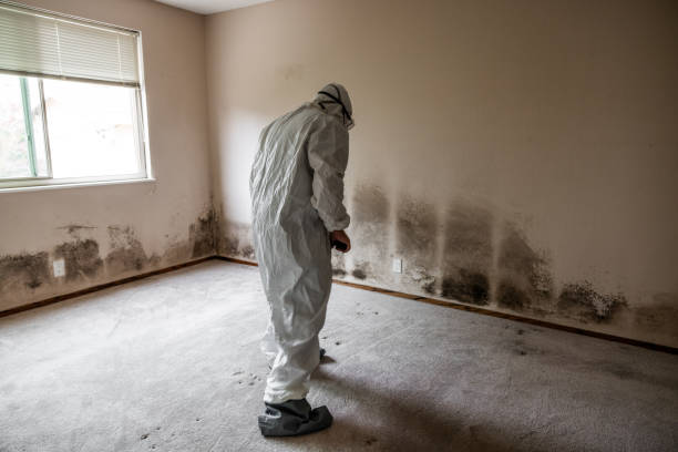 Best Emergency Mold Remediation in Kidron, OH