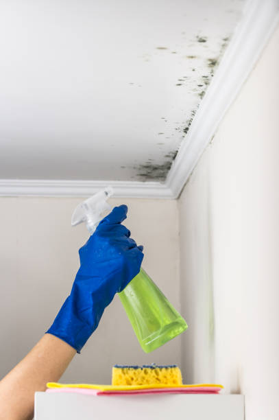 Best Industrial Mold Remediation in Kidron, OH